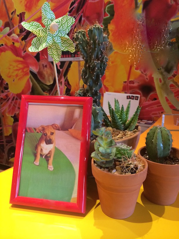 cactus-puppy