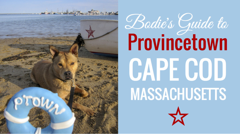 Dog-Friendly-Provincetown-Bodie-On-The-Road