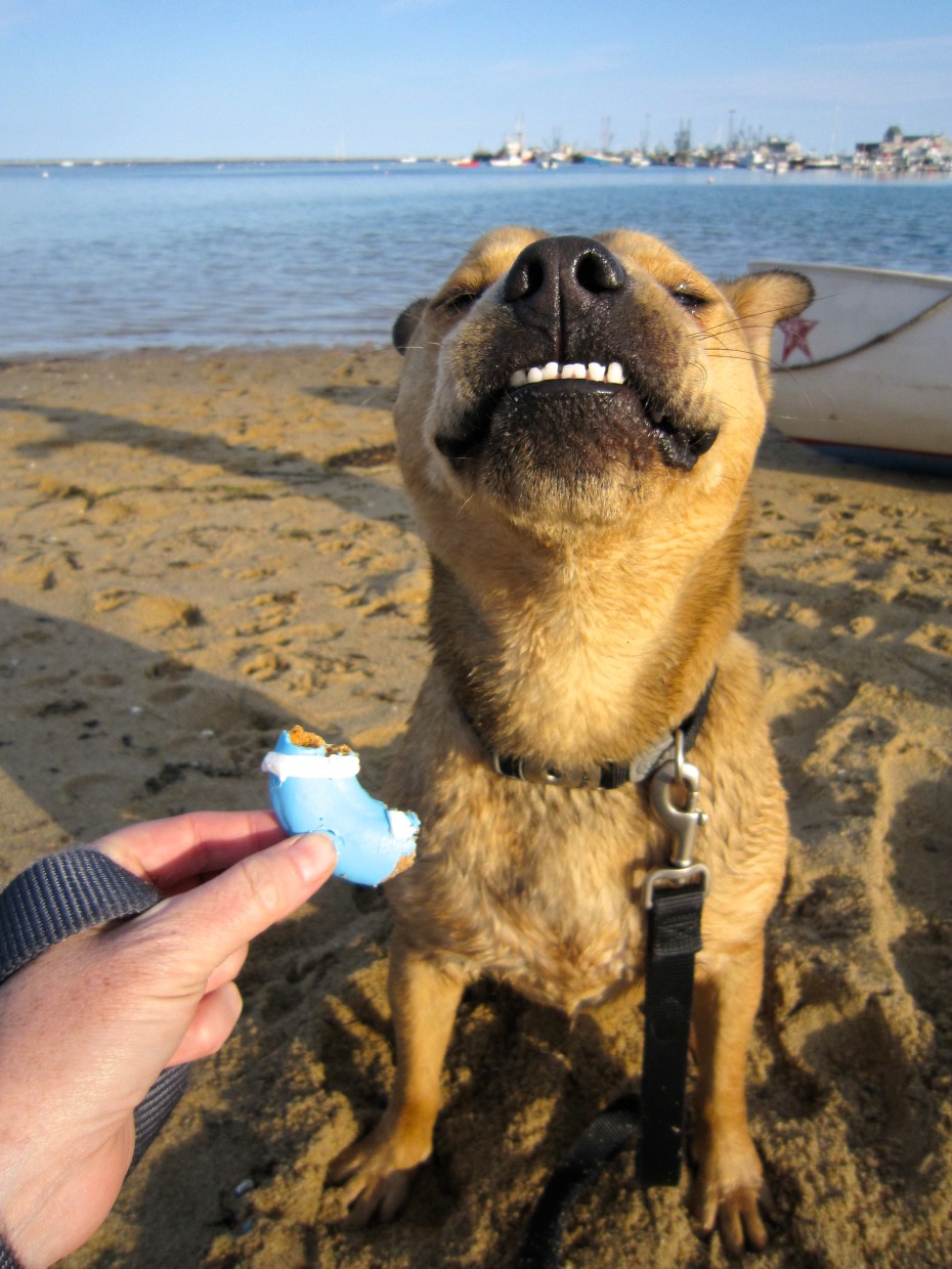 bodie-teeth-dog-friendly-provincetown