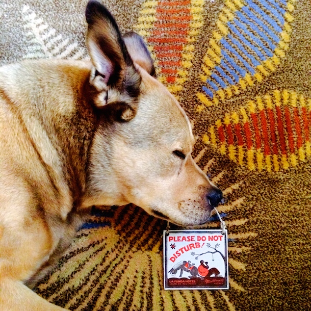 Bodie with Do Not Disturb Sign