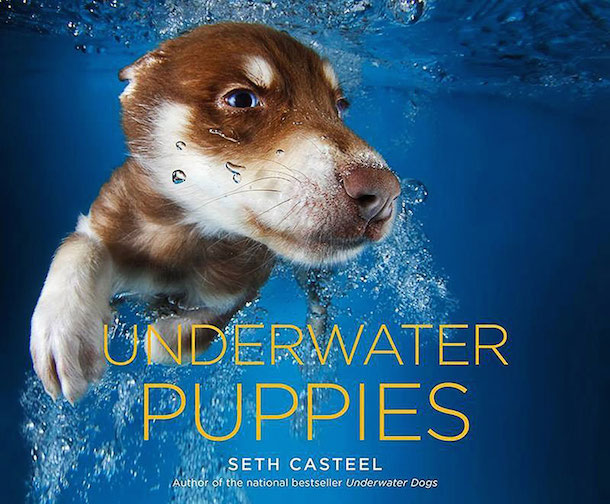 Seth Casteel book of Underwater Puppies