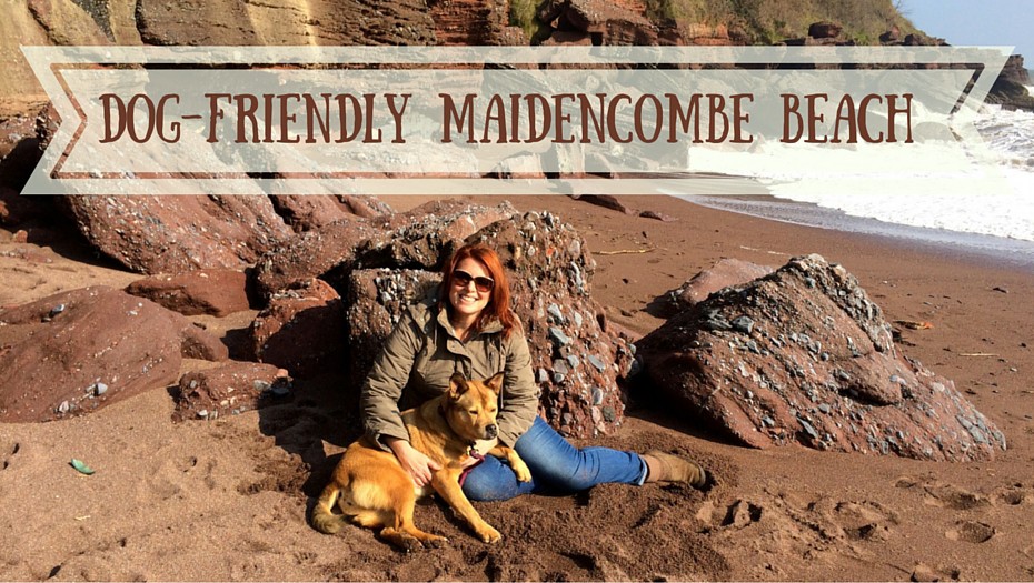 bodie-dog-friendly-maidencombe-beach