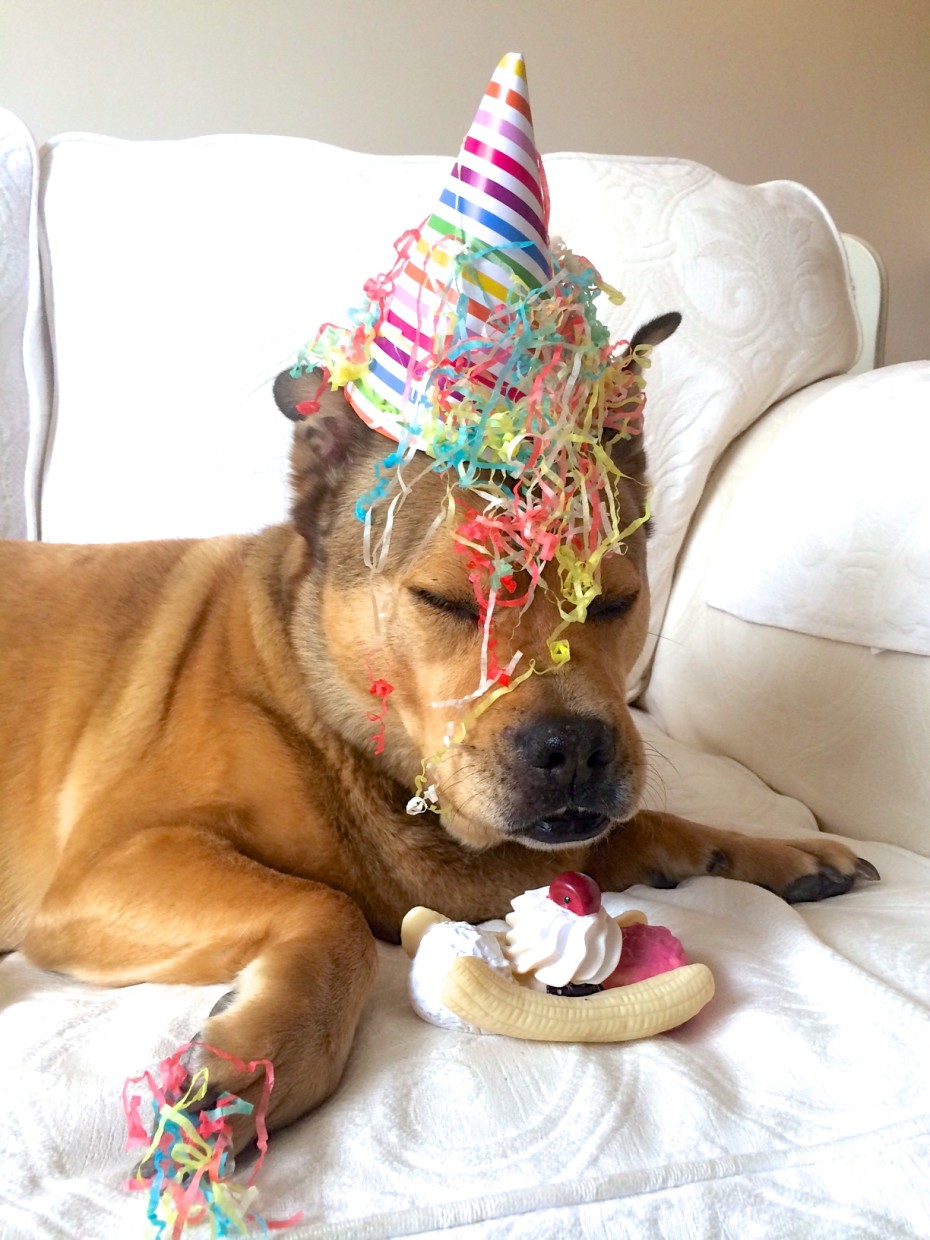Dog in party hat