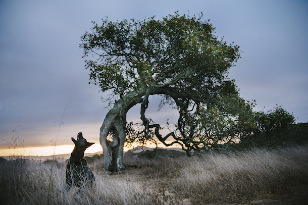 dog-howling-tree-labs-&-co-professional-dog-photography-tips