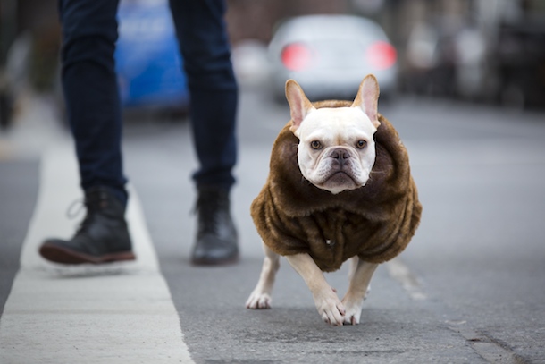 dog-friendly-new-york-rene-charles-faux-fur