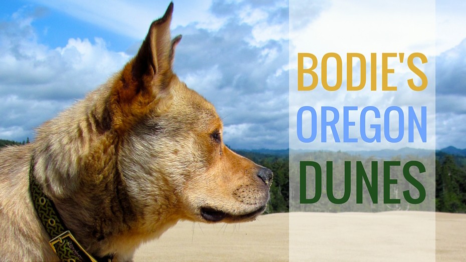 Profile of tan dog at the dog-friendly Oregon Dunes