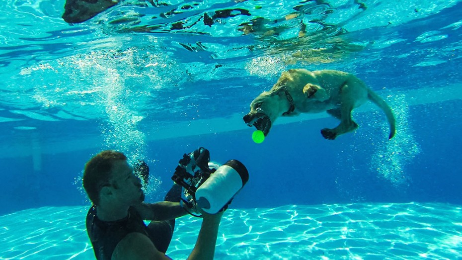 Seth Casteel shooting dog underwater