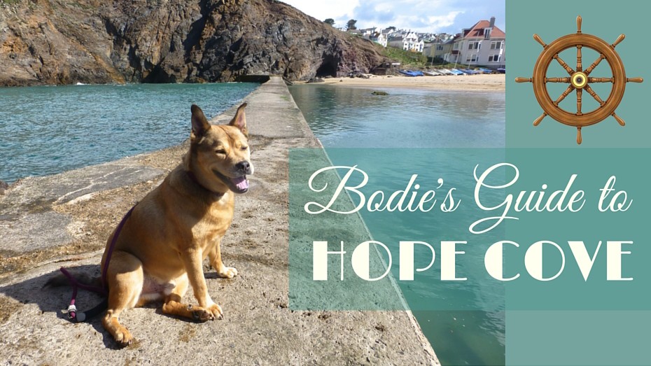Tan dog on sea wall at dog-friendly Hope Cove