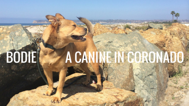 A Canine in Coronado header - bodie on the rocks