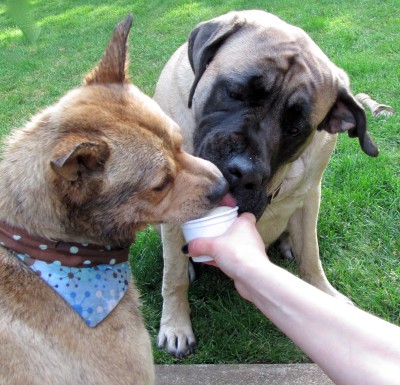 An English Mastiff and rescue dog sharing a doggie ice-cream