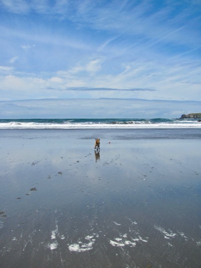 dog chasing a ball on the beach at pistol river oregon